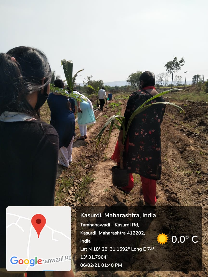 Coconut sapling plantation in progress